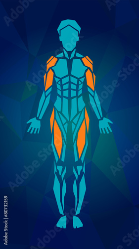 Polygonal anatomy of female muscular system. Women muscle vector