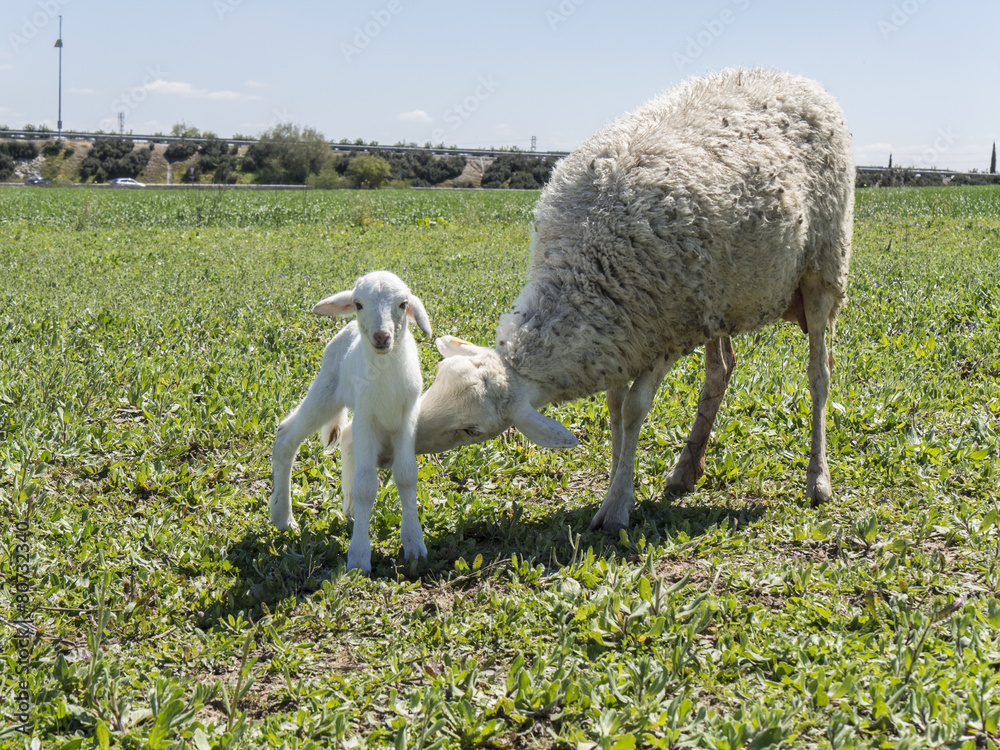 Naklejka premium Newborn lamb with his mother