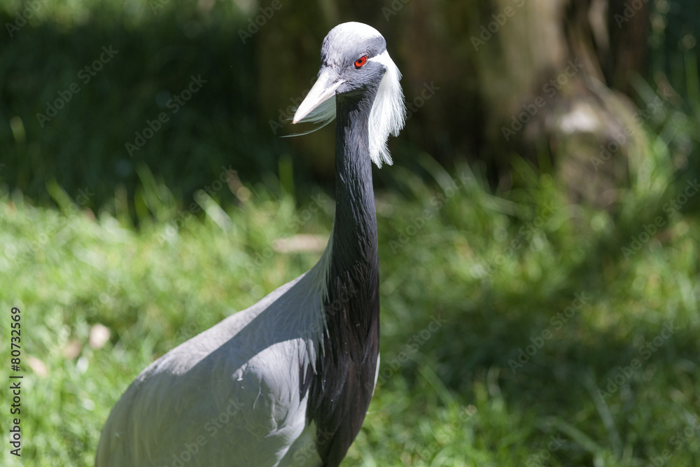 Naklejka premium flamingo