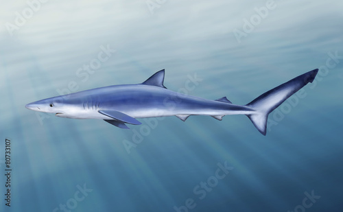 Blue shark, tintorera