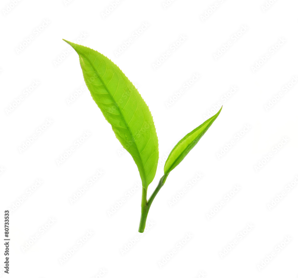 Green tea leaf isolated on white background. Green tea leaf isolated on white background.