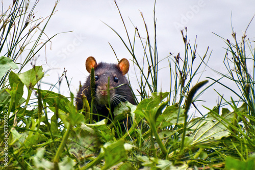 Black rat cautiously peeking out of the grass photo