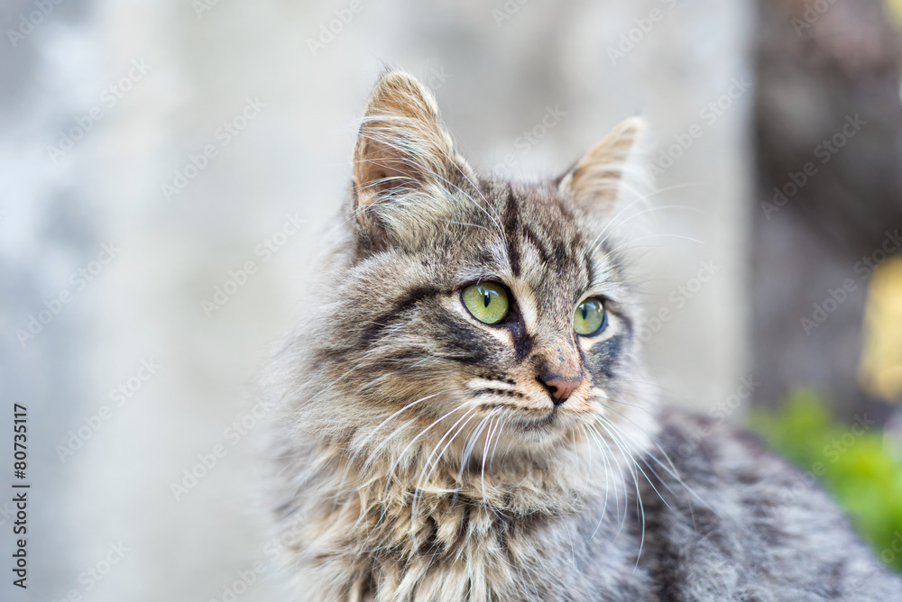 Beautiful Tabby Cat with Long Fur and Green Eyes