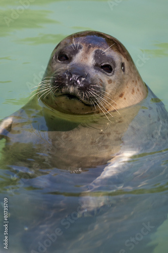 sea ​​lion at the zoo © spetenfia