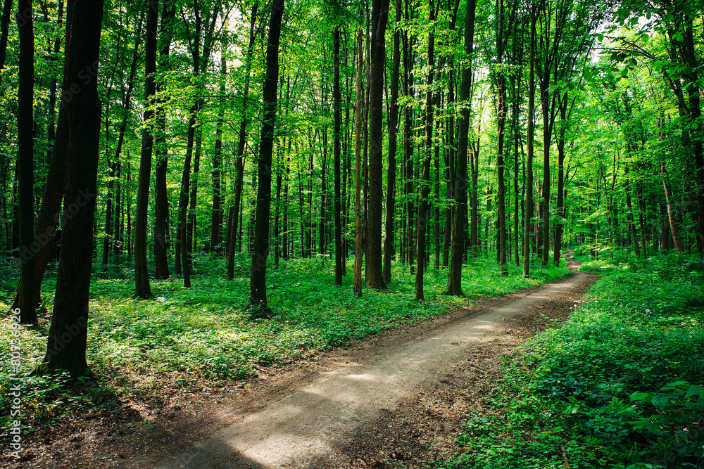 beautiful green forest