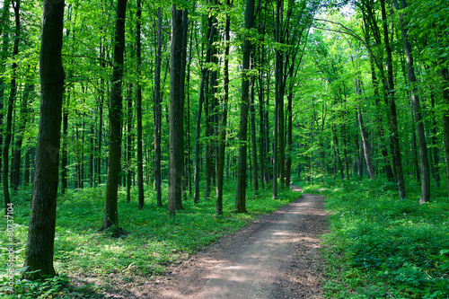 beautiful green forest