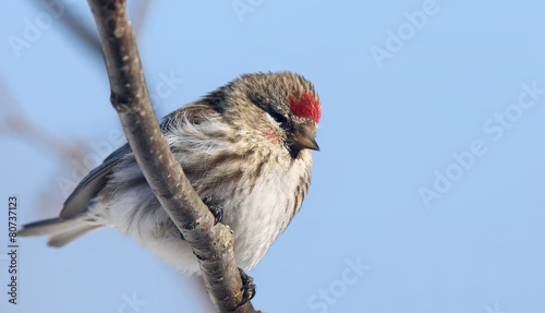 Female common redpoll photo