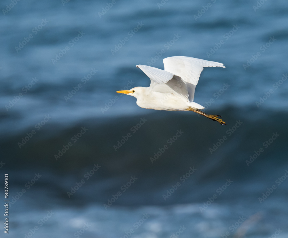 Fototapeta premium Cattle Egret in Flight