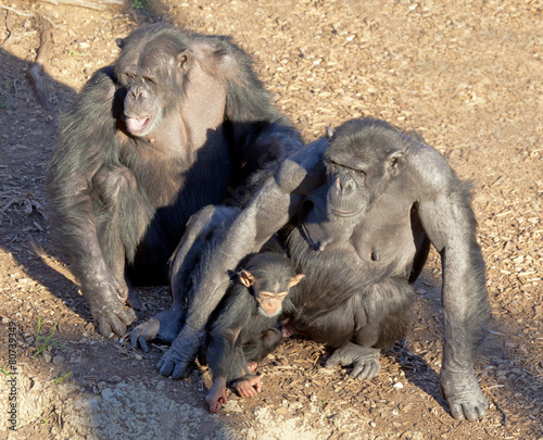 Chimpazee family photo