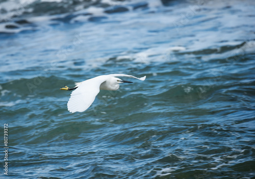 Little Egret in Flight