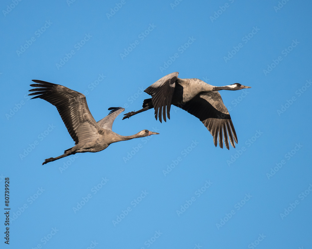 Fototapeta premium Two Common Cranes in Flight