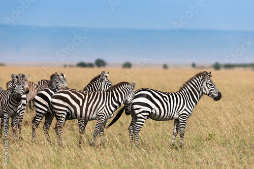 Zebra in the Savanna of Kenya