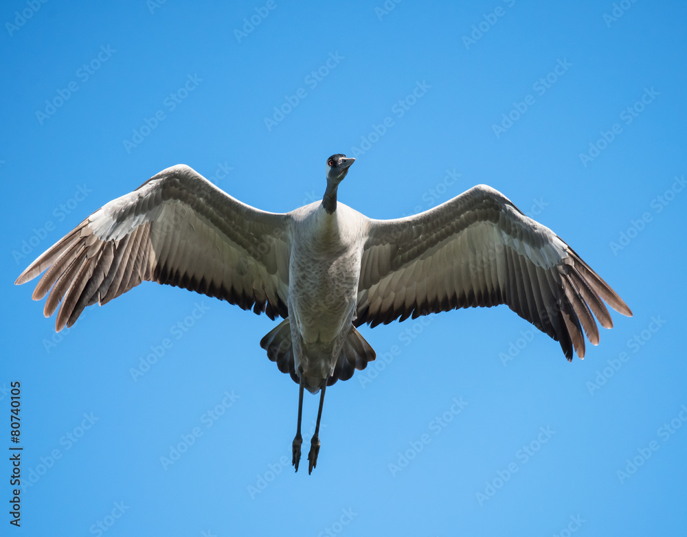 Obraz premium Common Crane in Flight on Blue Sky