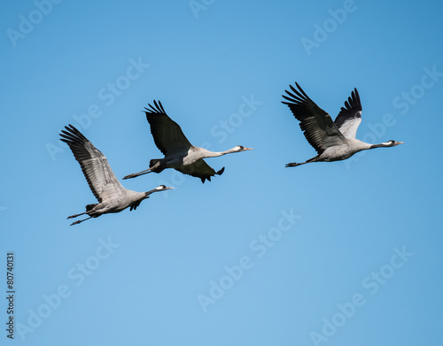 Three Common Cranes in Flight photo