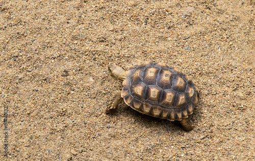 Fototapeta Naklejka Na Ścianę i Meble -  Tortoise walking on the sand