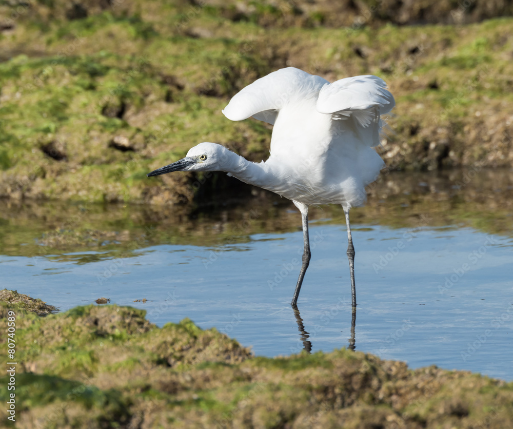 Fototapeta premium Little Egret Fishing