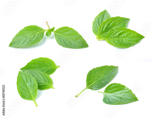 basil leaves on white background