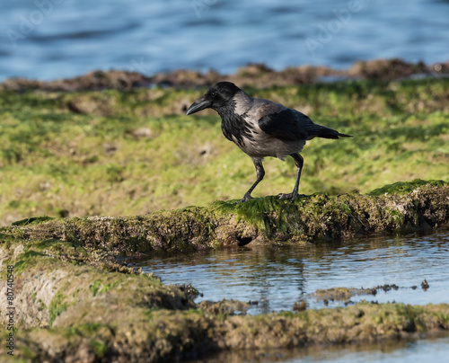 Hooded crow on the sea shore photo