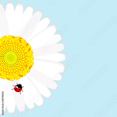 Fototapeta Naklejka Na Ścianę i Meble -  Ladybird on daisy flower over blue background