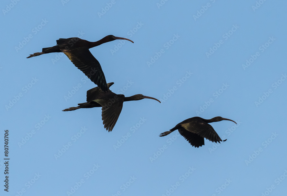 Fototapeta premium Glossy Ibises in Flight