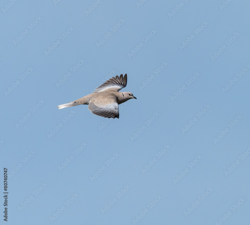 Fototapeta premium Rock Pigeon in Flight