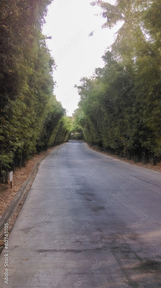 Road in bamboo forests