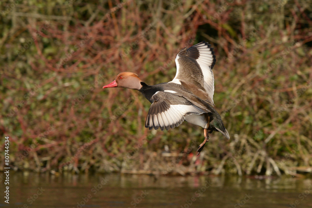 Red-crested Pochard, Netta rufina Red-crested Pochard, Netta rufina