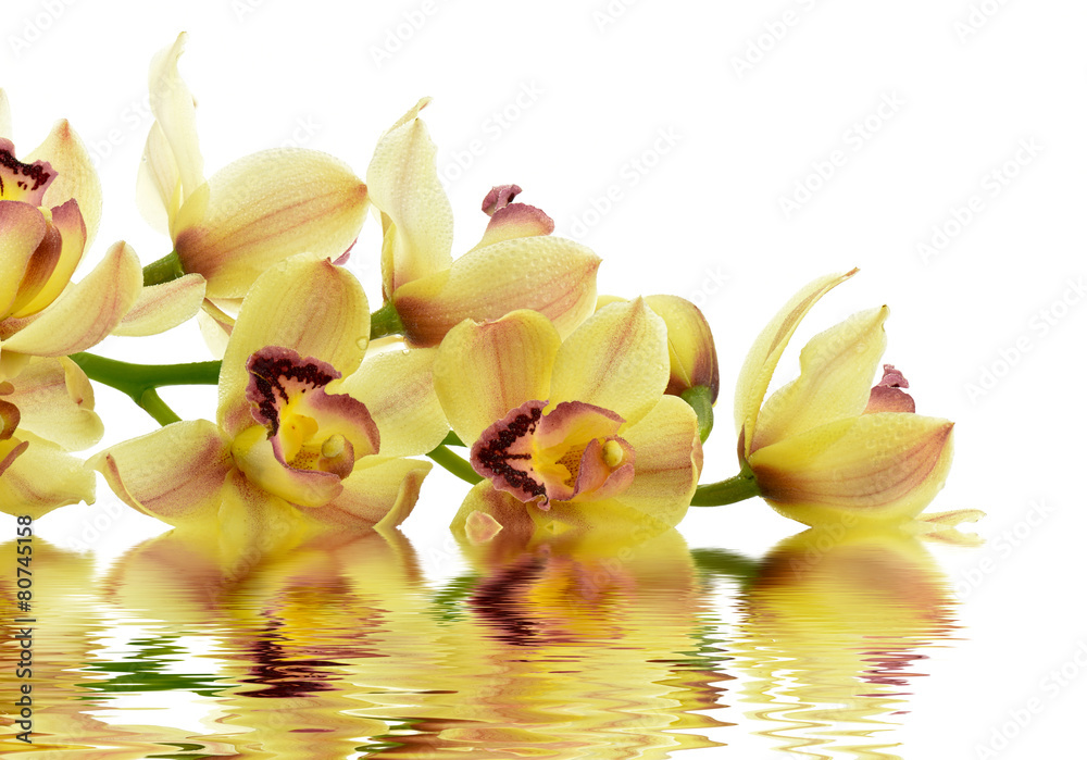 Fototapeta premium Kwitnąca orchidea