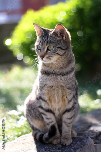 Obraz na plátně Young tabby brown cat sitting in the garden. Selective focus.