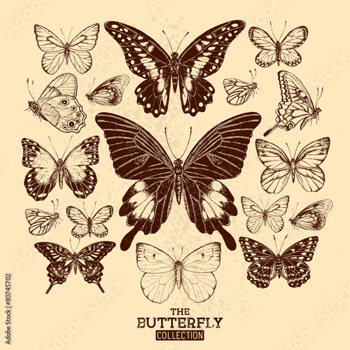 The Butterfly Collection © James Thew