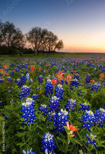 Texas wildflower -  bluebonnet and indian paintbrush at sunset