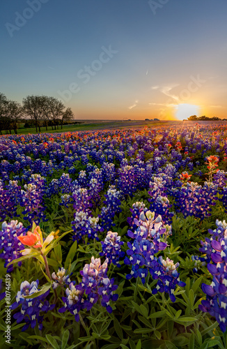 Texas wildflower - bluebonnet and indian paintbrush in sunset