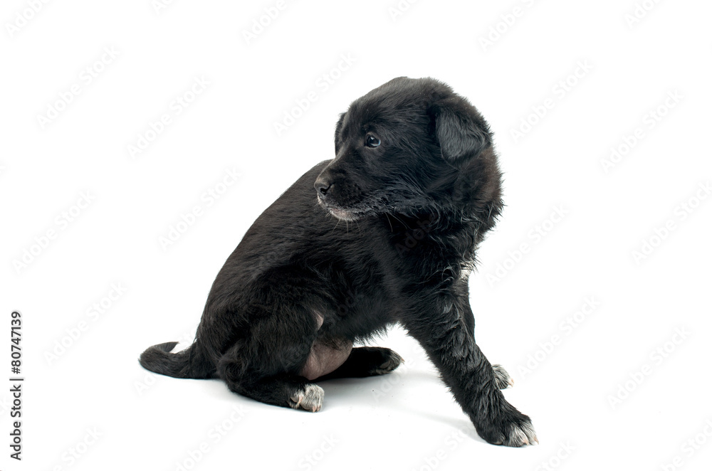 puppy puppy