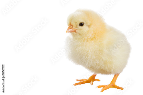 Fotobehang Little chicken