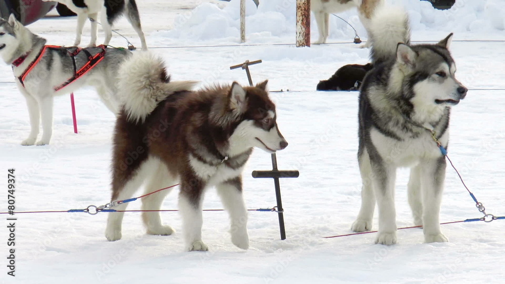 Dog breed Siberian husky, huskies, malamutes Dog breed Siberian husky, huskies, malamutes