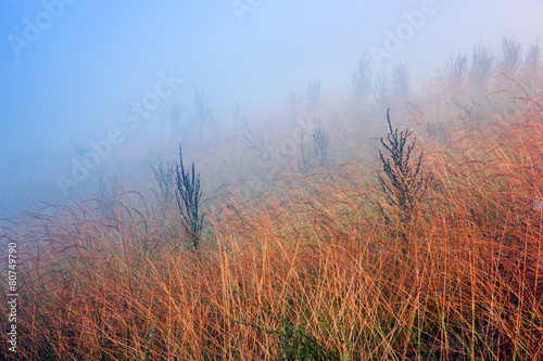 yellow grass in the field among of dense fog