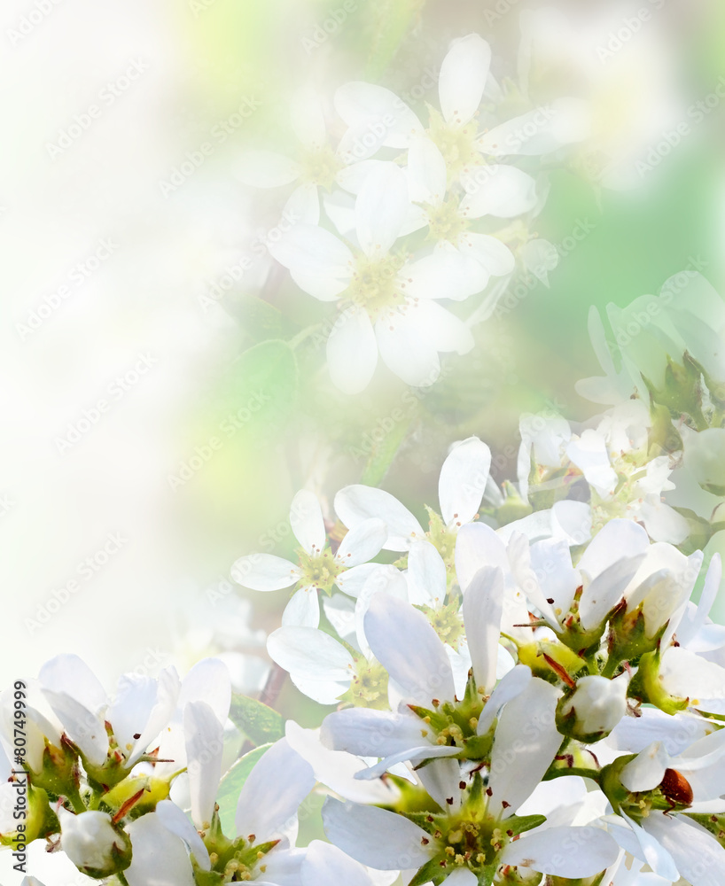 beautiful blooming branch of bird cherry