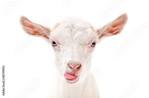 Photo Portrait of a goat showing tongue