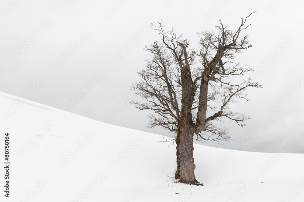 Fototapeta premium lonelyTree