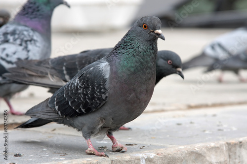 dove. Grey pigeon Shooting on street.