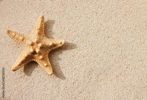 Starfish shell on sunlit sand background