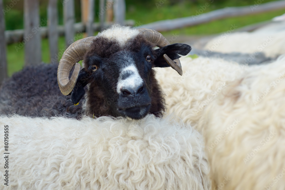 Portrait of a sheep Portrait of a sheep