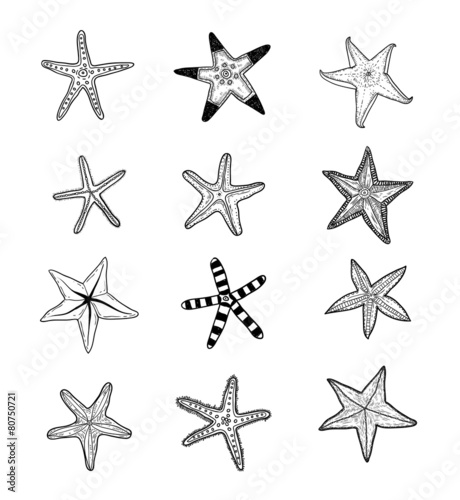Starfishes set .hand drawn Vector Illustration