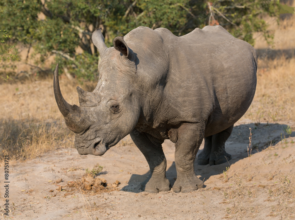 Obraz premium Lone rhino standing on open area looking for safety from poacher