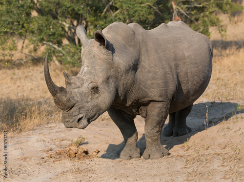 Lone rhino standing on open area looking for safety from poacher