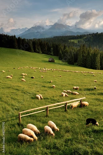 Fototapeta na wymiar Tatry Owce