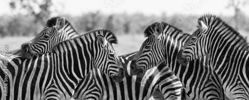 Fotografia Zebra herd in black and white photo with heads together