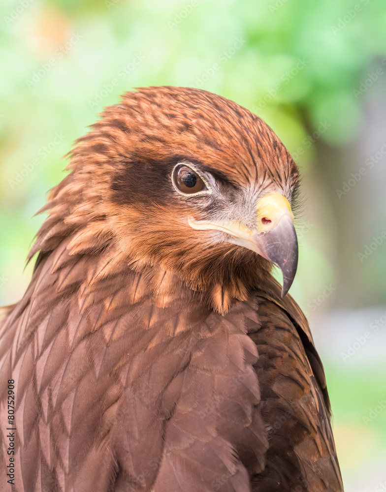Eagle Eagle