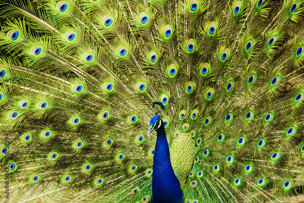 Fototapeta premium Wild male peacock showing tail feathers