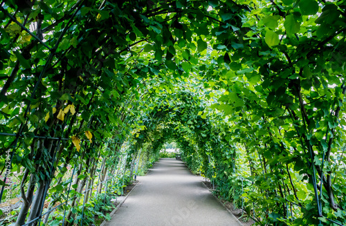 Walkway under a green natural tunnel